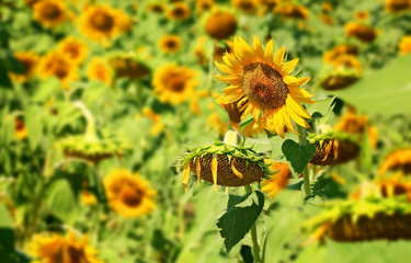 Sunflower in the summer field