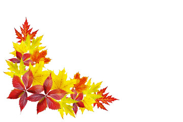 Autumn leaves isolated on white