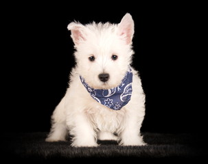 West Highland White Terrier en studio