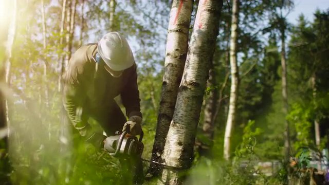 Lumberjack is Felling Tree with Chainsaw