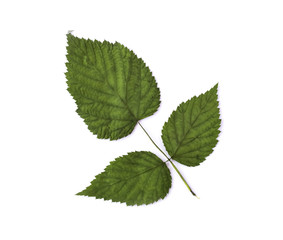 Fototapeta na wymiar Dry raspberry leaves isolated on white