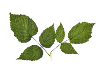 Fototapeta na wymiar Dry raspberry leaves isolated on white