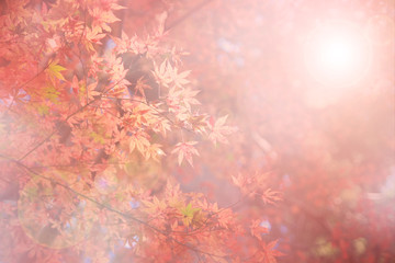 Abstract blur and soft natural autumn background