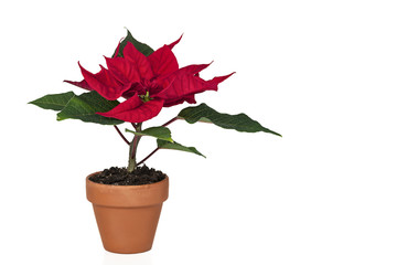 Dunkelroter Weihnachtsstern als Freisteller