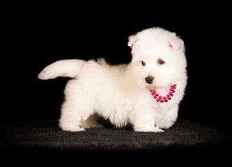 West Highland White Terrier en studio