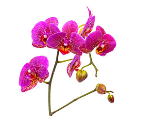 Violet orchid isolated