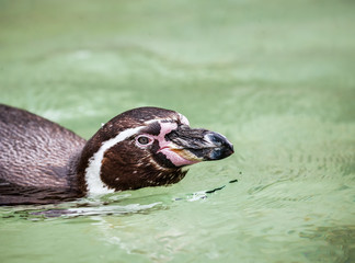 Closeup Humboldt penguin