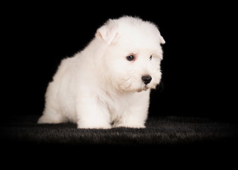 West Highland White Terrier en studio
