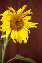 Fototapeta premium decorative sunflower