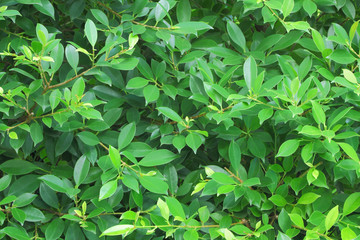 Fototapeta na wymiar Green banyan leaf wall.