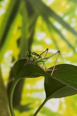 Cavalletta verde posata su foglia verde