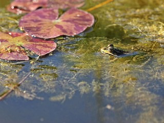 Teichfrosch zwischen Seerosenblättern 
