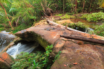 Small stream in jungle