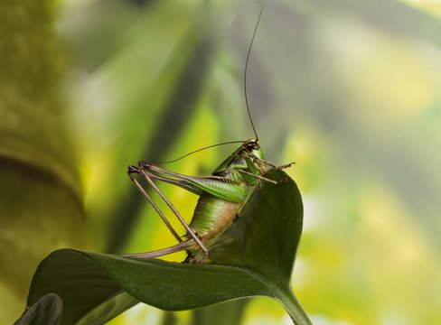 Cavalletta verde posata su foglia verde