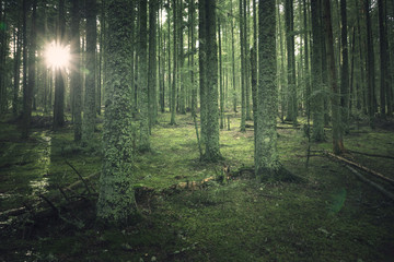 forêt verdoyante