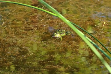 Schwimmender Teichfrosch zwischen Binsen 
