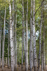 Fototapeta premium Tall aspen trees.