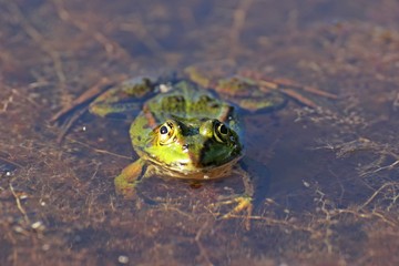 Schwimmender Teichfrosch 
