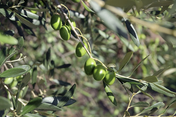 Olives de Provence