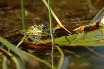 Schwimmender Teichfrosch zwischen Binsen 
