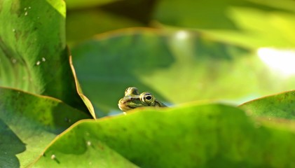Teichfrosch (Pelophylax esculentus) auf Seerosenblättern 
