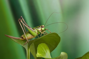 Cavalletta verde posata su foglia verde