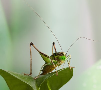 Cavalletta verde posata su foglia verde