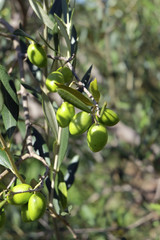 Olives de Provence