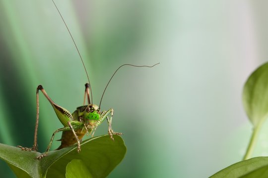 Cavalletta verde posata su foglia verde