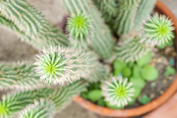 close up cactus