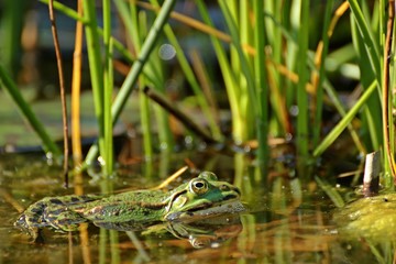 Schwimmender Teichfrosch zwischen Binsen 
