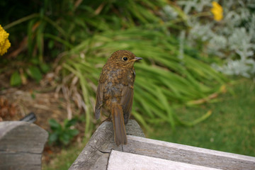 Young robin on bench