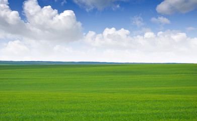 Obraz premium Green, summer field.