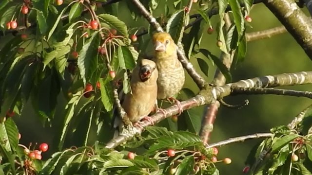 Kernbei&szlig;er im Kirchbaum