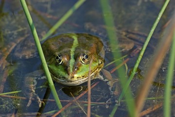 Schwimmender Teichfrosch zwischen Binsen 
