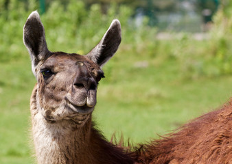 Fototapeta premium The background with the funny llama