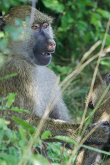 The amazement of a baboon