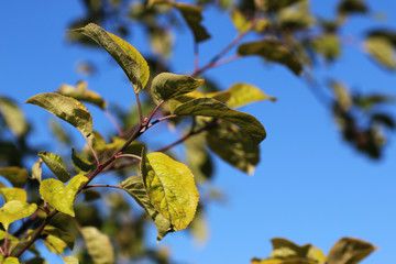 macro leaves of the trees against the sky