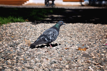 pigeons in the square