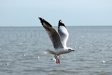Fototapeta na wymiar seagull flying in the sky over the sea.