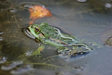 Schwimmender Teichfrosch (Pelophylax esculentus) 
