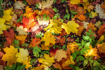 Background from bright autumn leaves of a maple