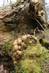 Light brown mushroom growing on a decaying log