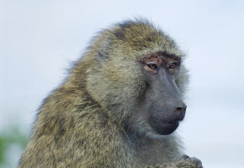 The skeptic baboon's portrait