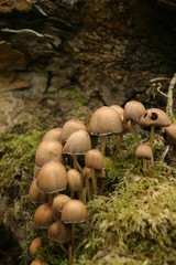 Light brown mushroom growing on a decaying log