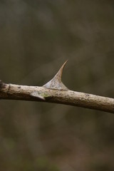 Spiny rose thorn