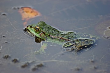 Schwimmender Teichfrosch (Pelophylax esculentus) 

