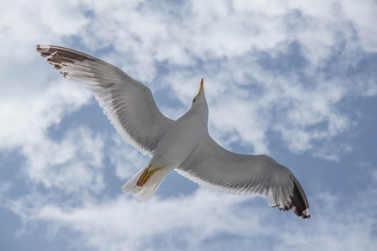 Seagull in flight with outstretched wings