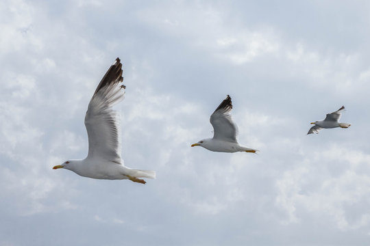 Three seagulls flying in line