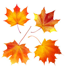 colorful autumn maple leaves isolated on white